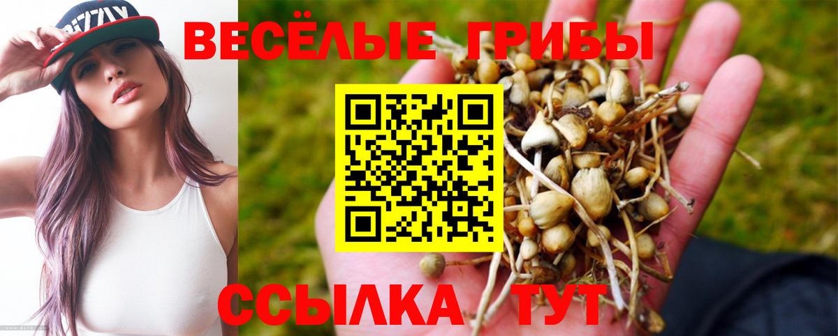 Артём  Галлюциногенные грибы Psilocybe  Псилоцибиновые грибы Psilocybe  Вход с VPN 